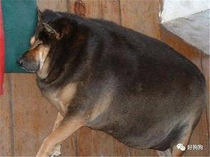 胖犬来爆料最新一期,最新一期节目幕后花絮大曝光！